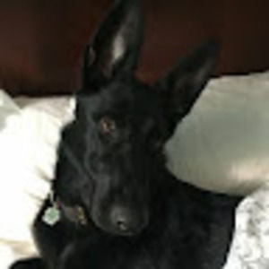 Meet your Posher, Lerna